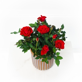 Rose Plant in Sweden Ribbed Pot