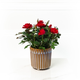 Rose Plant in Sweden Ribbed Pot